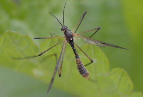 Réf. 180 251 : Ptychoptera albimana